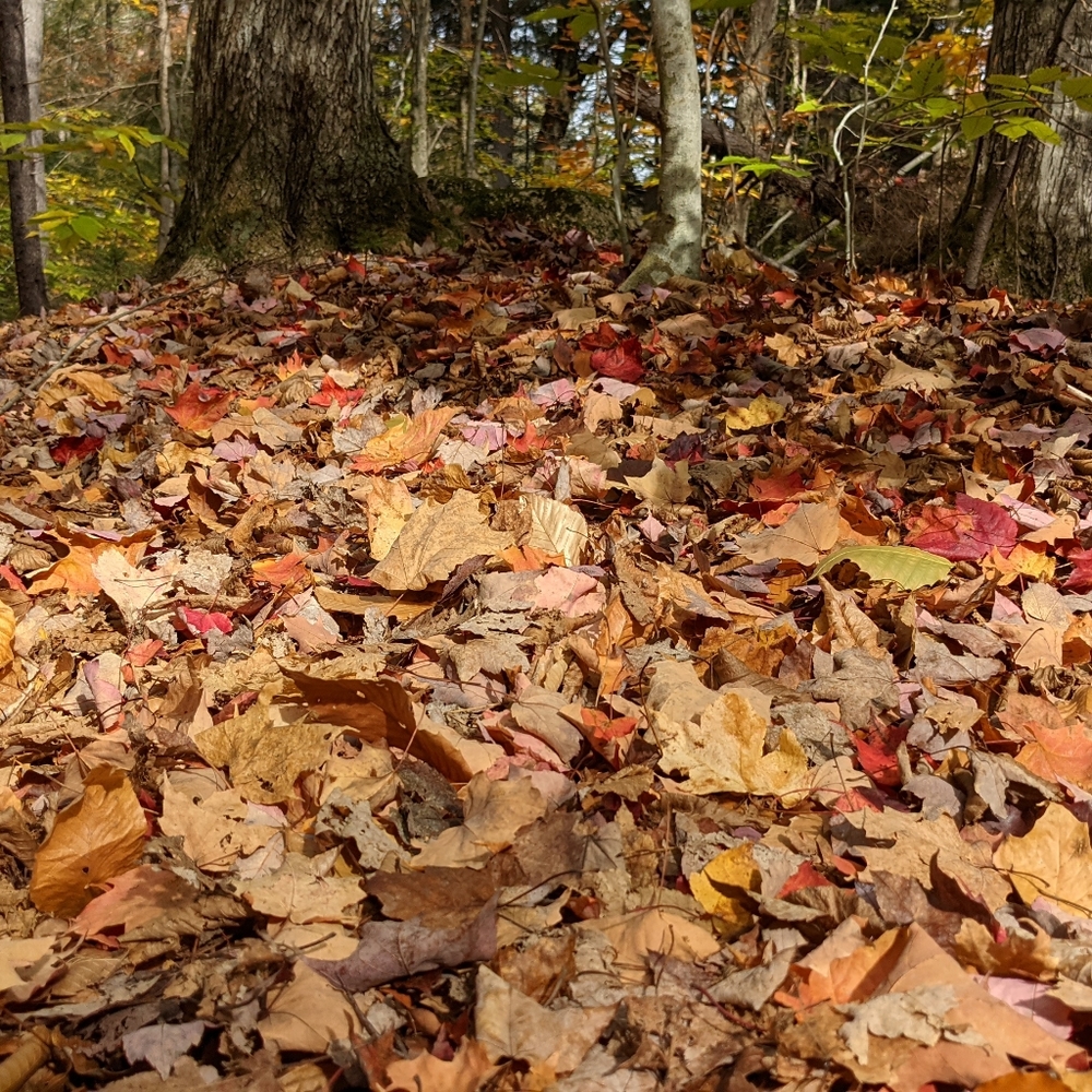 Meet your Posher, Shelby